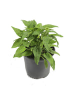Cheyenne Spirit Coneflower on white, long green foliage with some green flower buds emerging