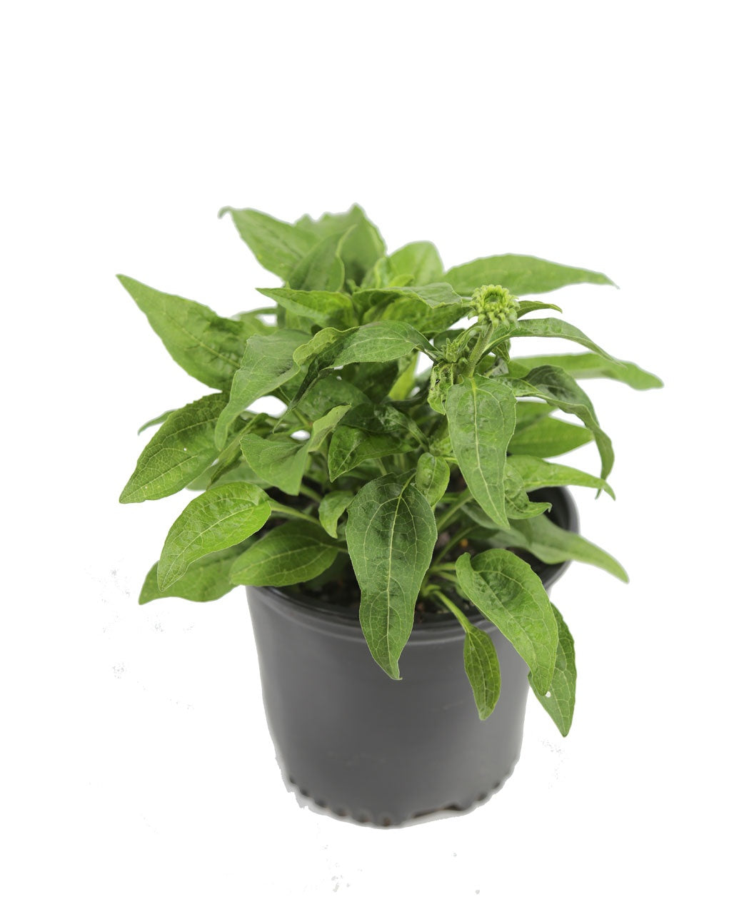 Cheyenne Spirit Coneflower on white, long green foliage with some green flower buds emerging