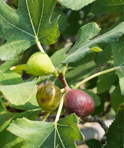 A closeup of the lime green (unripe) and purplish (ripe) fruits of the Chicago Hardy Fig