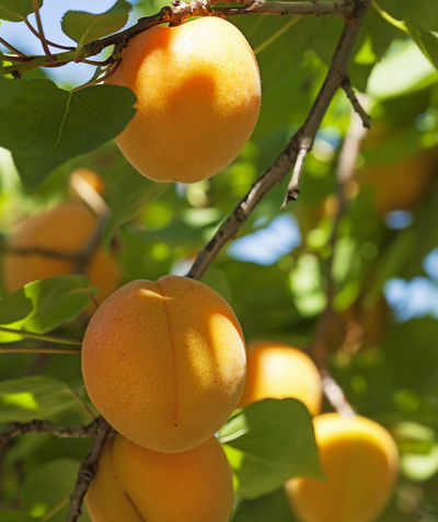 Close up of Chinese Apricot, various round yellow-orange colored fruits growing on a tree