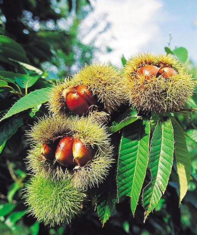 A closeup of the Chinese Chestnut spiky burs holding the chestnuts ripening on the tree