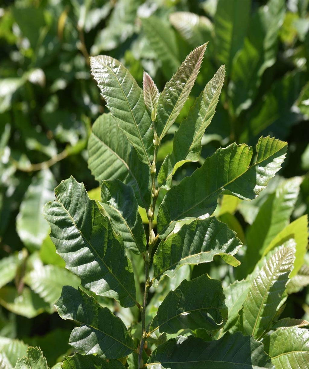 A closeup of the Chinese Chestnut foliage emerging with bronzed tips before turning dark green