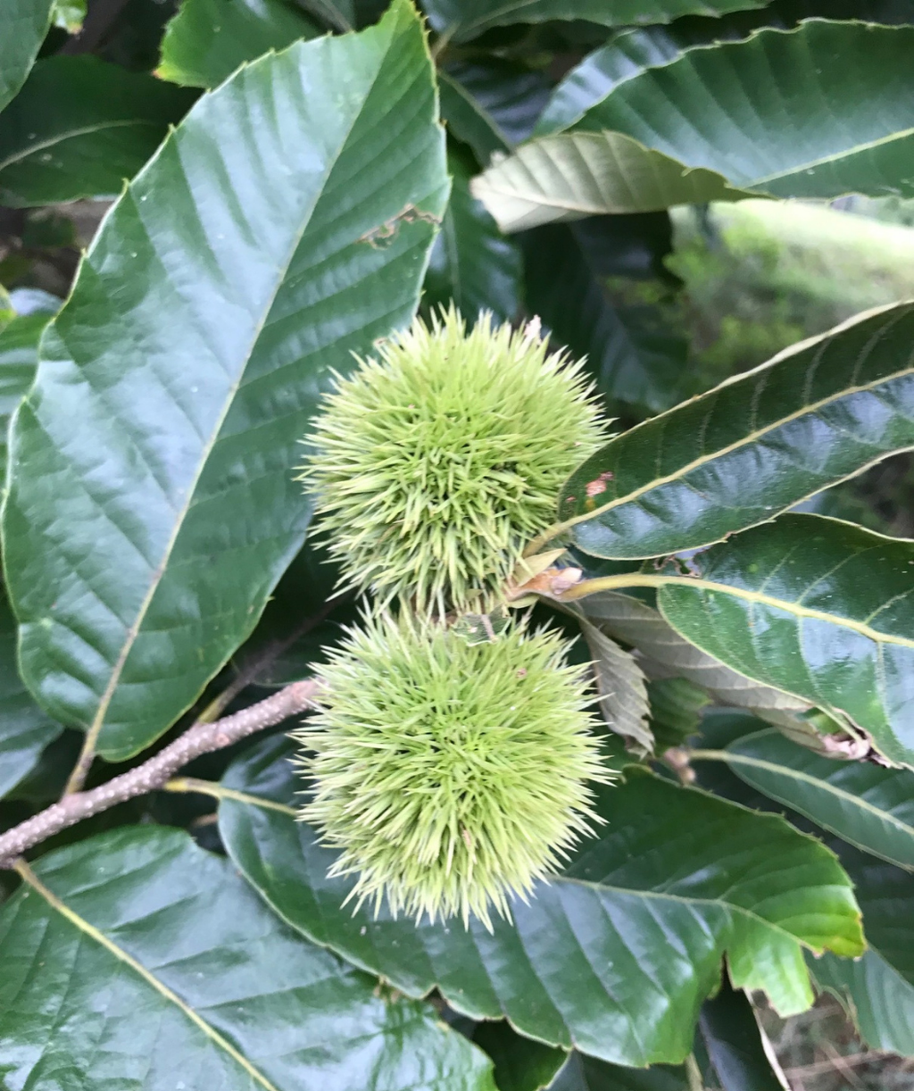 Chinese Chestnut lime green, spikey bur on a branch surrounded by dark green leaves