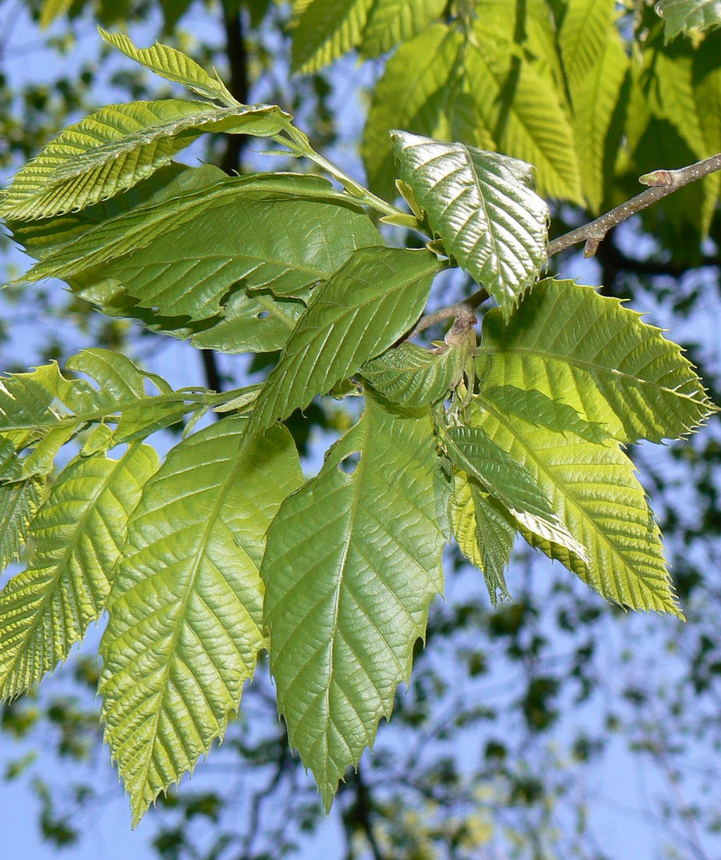 Close up of Chinese Chestnut Improved leaves, pointy dark green conical shaped leaves