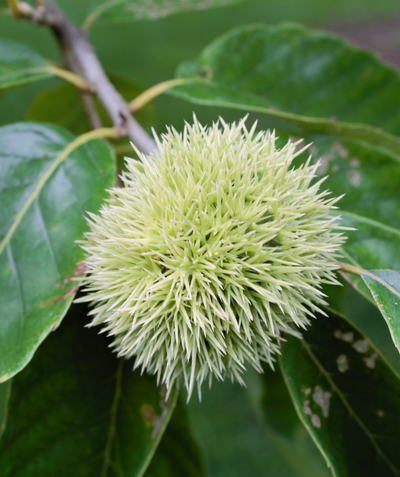 A closeup of the Chinese Chestnut cream-colored spiky chestnut bur surrounded by dark green leaves