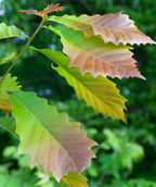 A close up of the sawtooth like foliage of the Chinkapin Oak, the new growth emerging with reddish tints before turning to a deep green
