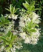 Close up of White Fringetree branch, green waxy looking conical shaped leaves with various plumes of stringy fragrant white flowers