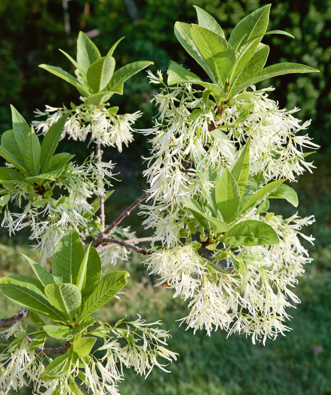 Close up of White Fringetree branch, green waxy looking conical shaped leaves with various plumes of stringy fragrant white flowers