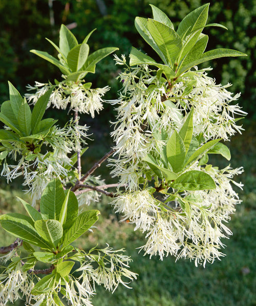 Close up of White Fringetree branch, green waxy looking conical shaped leaves with various plumes of stringy fragrant white flowers