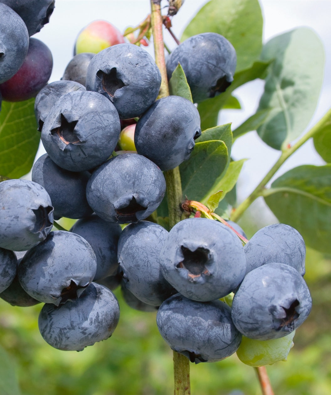 Close up of Chippewa Highbush Blueberry fruit, various ripe blueberries ready to be picked hanging on a green-brown stem