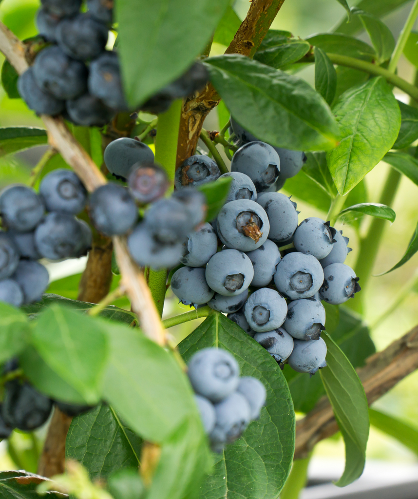 Chippewa Highbush Blueberry Bower Branch