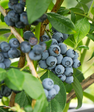 Close up of Chippewa Blueberry fruit and foliage, lots of ripe blueberries ready for picking hanging on green and brown stems under green conical shaped leaves