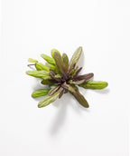 Chocolate Chip Bugleweed foliage on white