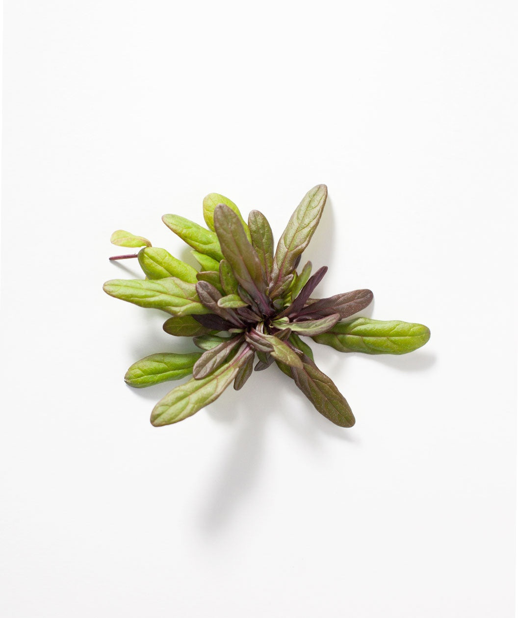 Chocolate Chip Bugleweed foliage on white