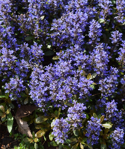 Chocolate Chip Bugleweed blue flowers