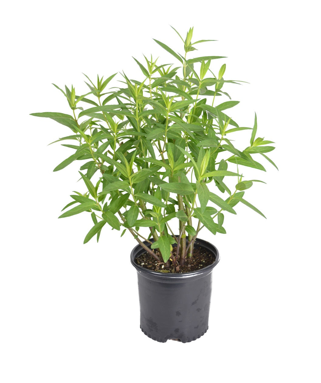 Cinderella Swamp Milkweed potted plant on white