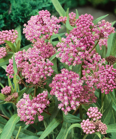 A closeup of the dark pink flowers of the Cinderella Swamp Milkweed against the lime green, long leafed foliage