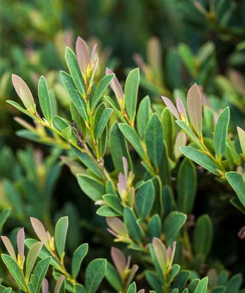 cinnamon girl distylium companion plants Cinnamon Girl® Distylium – Bower & Branch
