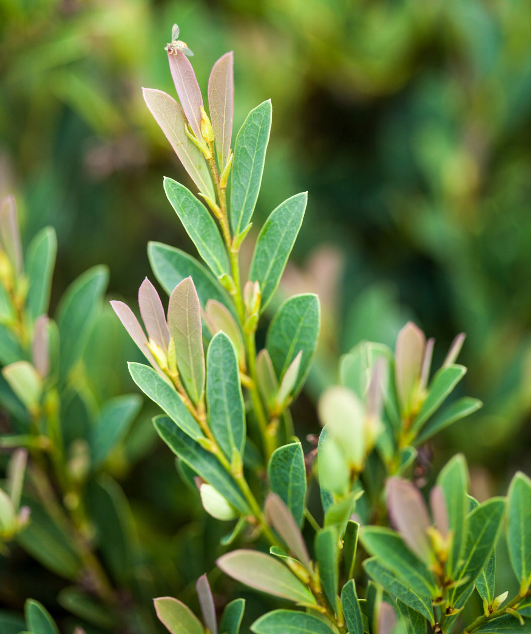 Cinnamon Girl Distylium closeup of colorful foliage