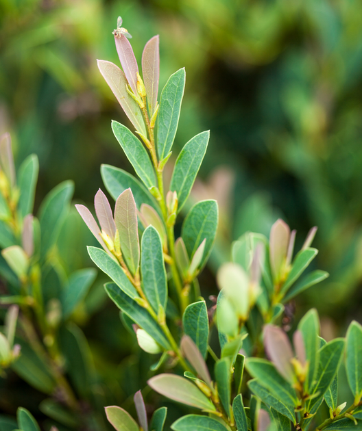 Cinnamon Girl® Distylium Bower & Branch