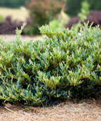 Cinnamon Girl Distylium shrub in landscape