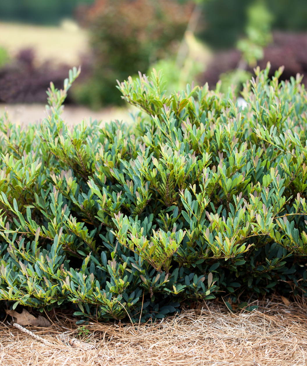 Cinnamon Girl Distylium shrub in landscape