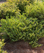 Cinnamon Girl Distylium green leafed shrub