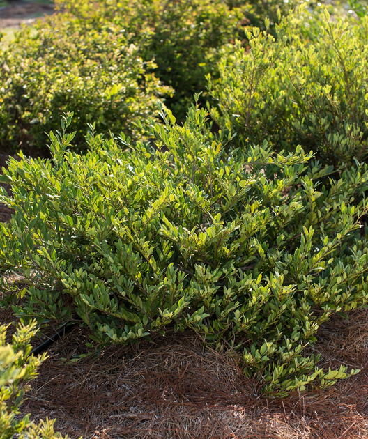 Cinnamon Girl® Distylium Bower & Branch