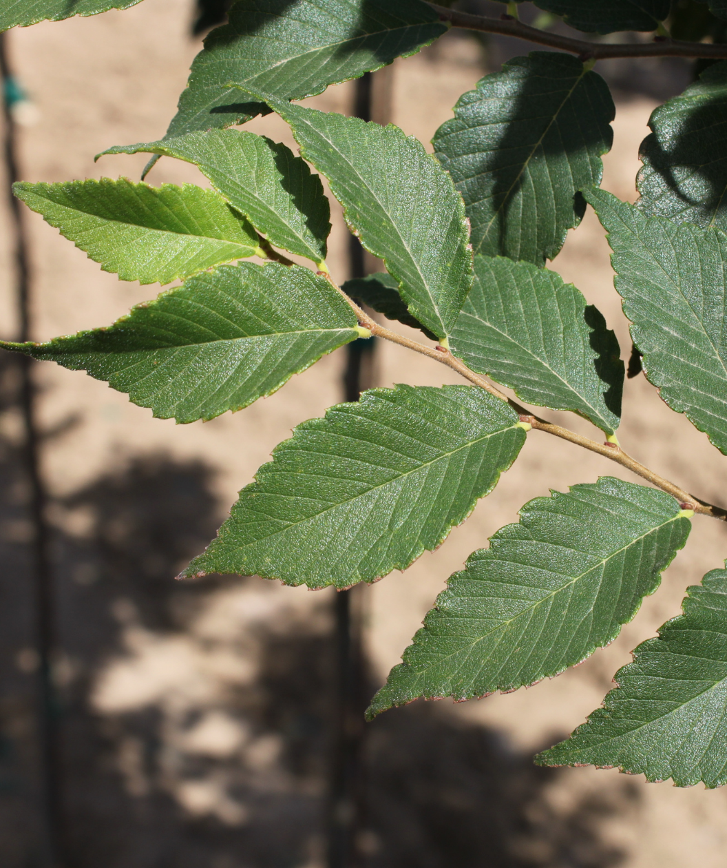 A closeup of the dark green, oval shaped leaves of the City Sprite Japanese Zelkova