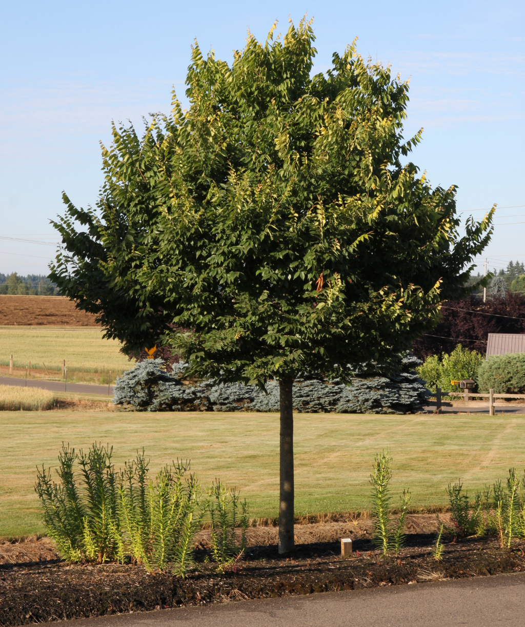City Sprite Japanese Zelkova planting in a landscape with dark green foliage