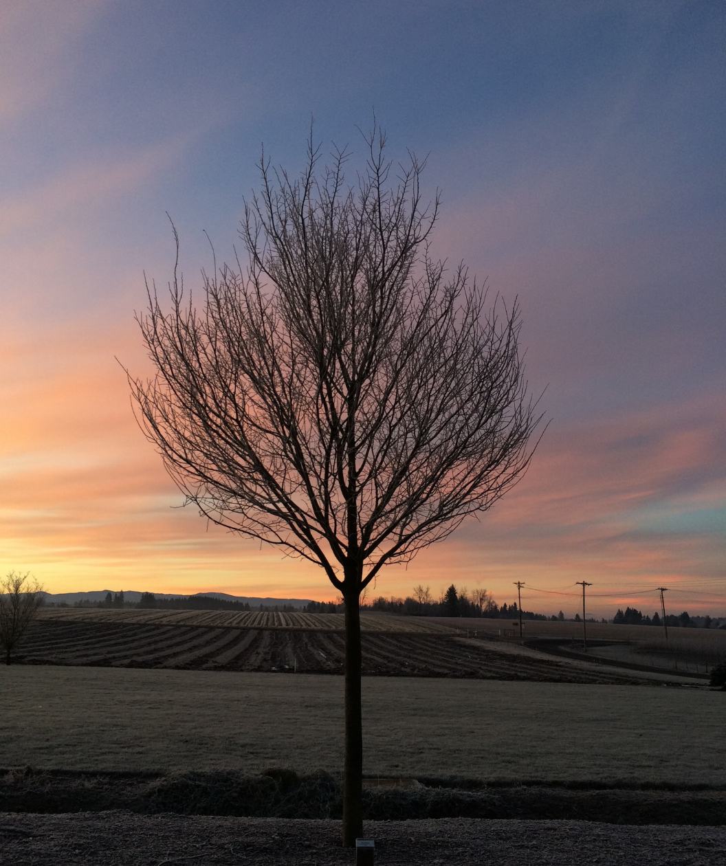 A dormant City Sprite Japanese Zelkova planted in the ground at dusk, where you can clearly see the dense branching structure