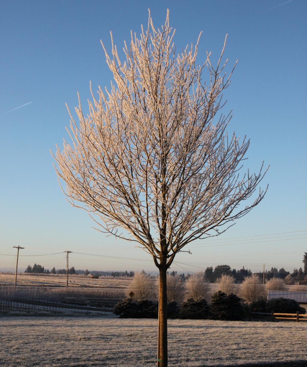 A dormant City Sprite Japanese Zelkova planted in the ground against the blue ski, where you can clearly see the dense branching structure covered in a layer of frost