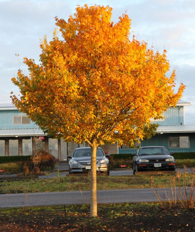 City Sprite Japanese Zelkova planting in a landscape with blazing yellow-orange fall color