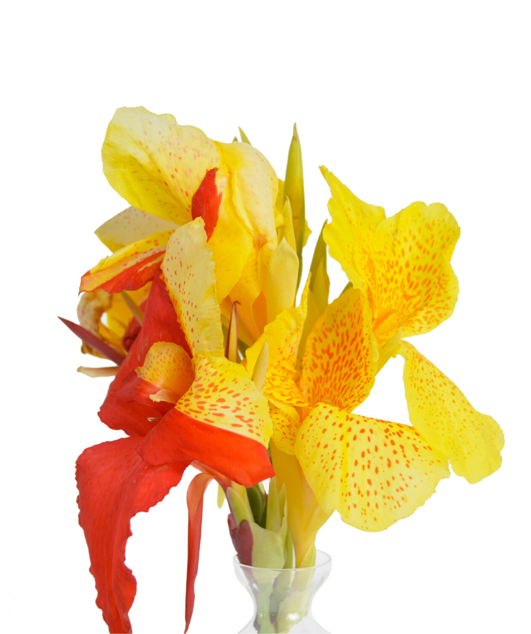 A closeup of the Cleopatra Canna Lily bloom, showing the bright yellow and red petals with red speckles