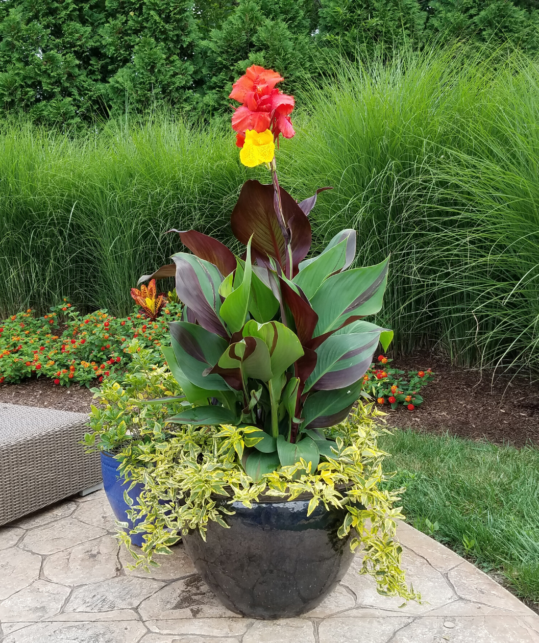 Cleopatra Canna Lily – Bower & Branch