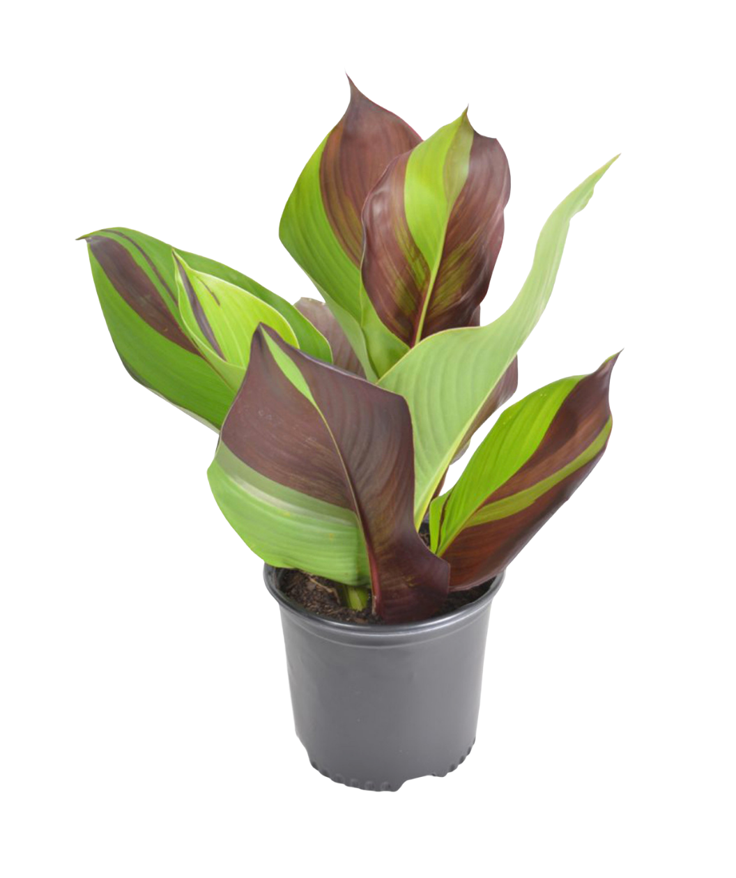 A Cleopatra Canna Lily in a nursery pot, highlighting the green and purple red foliage before it blooms