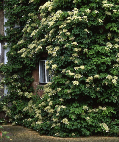 Climbing Hydrangea planted in a landscape, green conical shaped foliage with clusters of small white flowers completely envelops this house