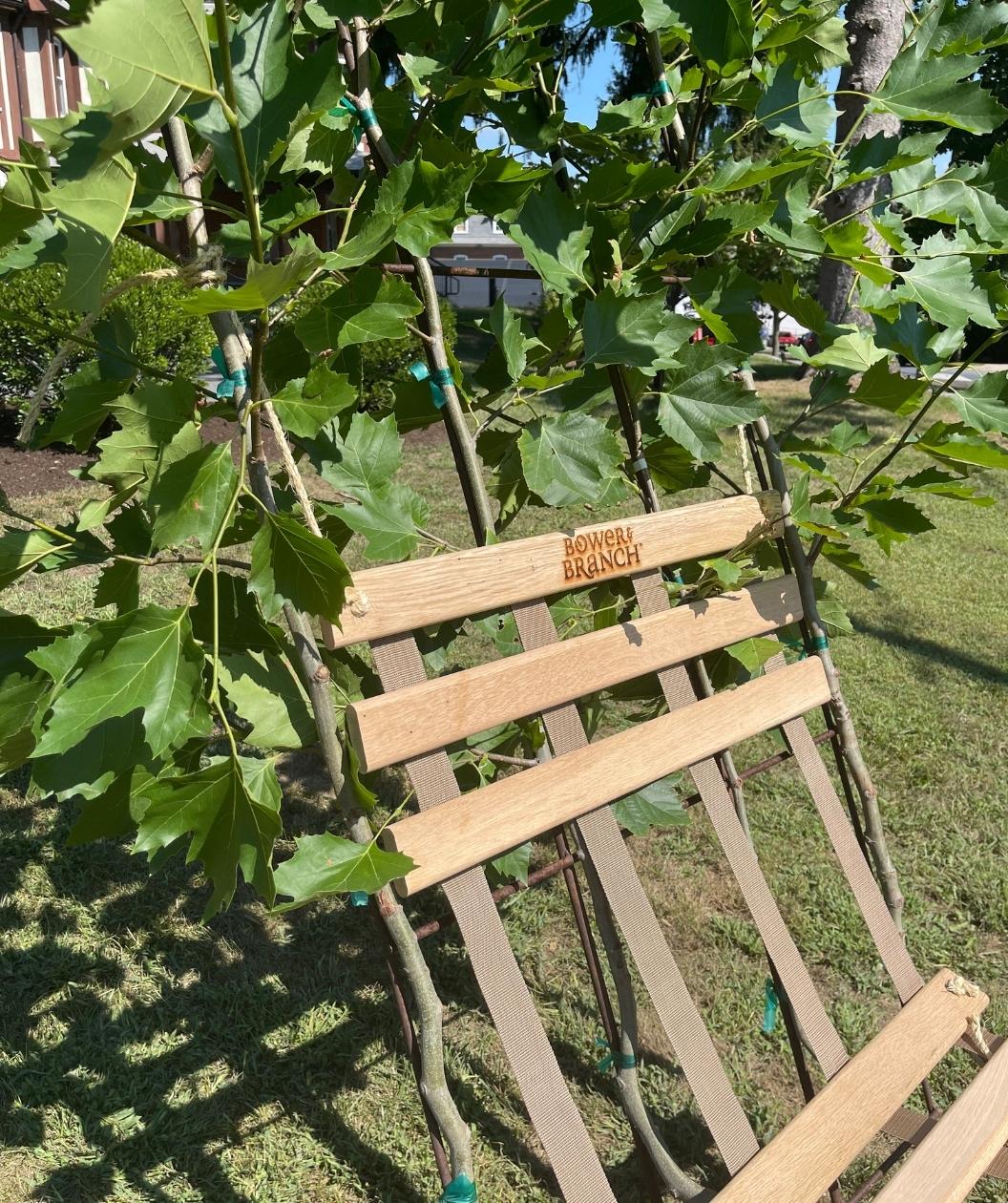 Close up of Bloodgood Sycamore Living Tree Chair saddle, included with your purchase of this tree the tree saddle makes a nice bench like seat perfect for relaxing after a hard day of yard work