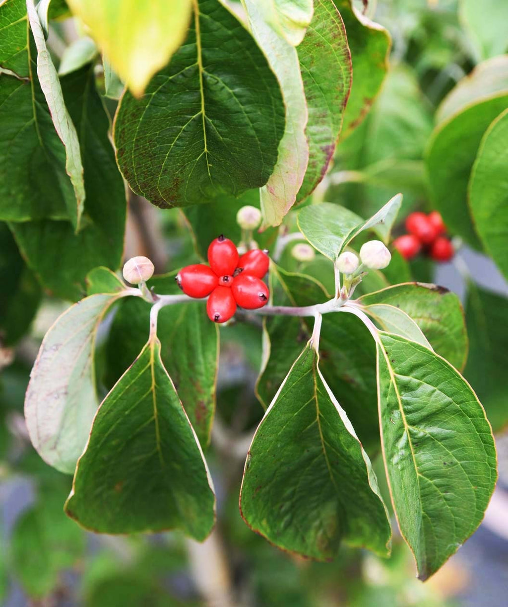 A closeup of a cluster of little red berries surrounded by the green, oval shaped leaves of the Cloud Nine Dogwood
