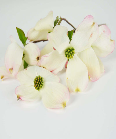 A closeup of the four petaled, white blooms belonging to the Cloud Nine Dogwood against a white background