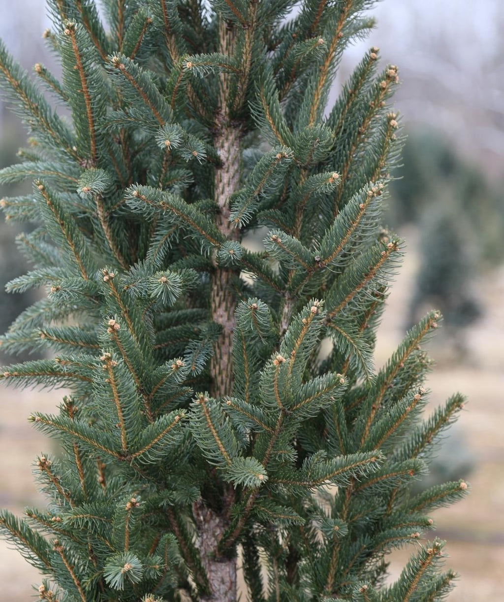 Columnar Norway Spruce needles, short dark green needles on upright branching