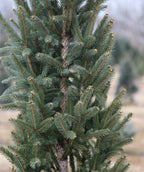 Columnar Norway Spruce needles, short dark green needles on upright branching