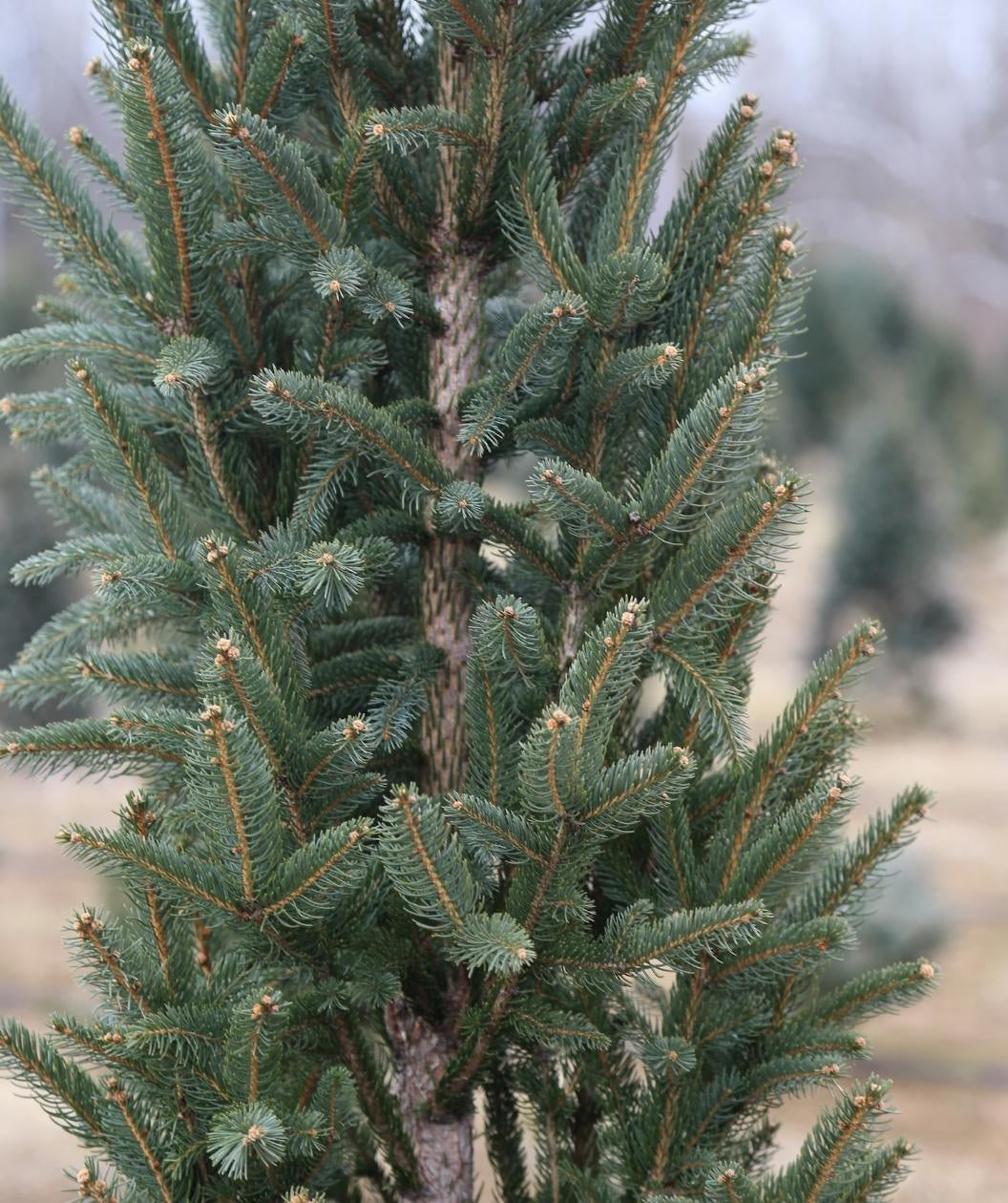 Columnar Norway Spruce needles, short dark green needles on upright branching