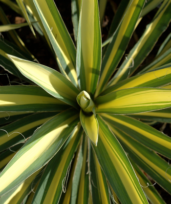 Looking down at the green and yellow variegated foliage spikes of the Color Guard Adam's Needle Yucca