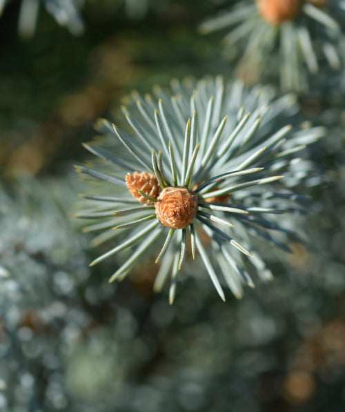 Close up of Colorado Blue Spruce Needles, short blue green colored needles