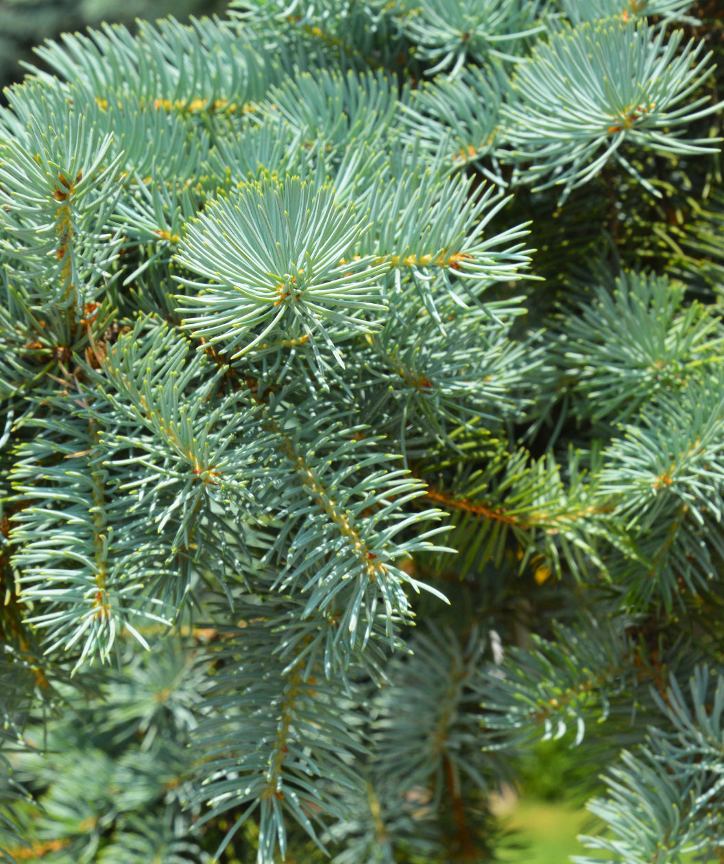 Close up of Colorado Blue Spruce Needles, short blue green colored needles