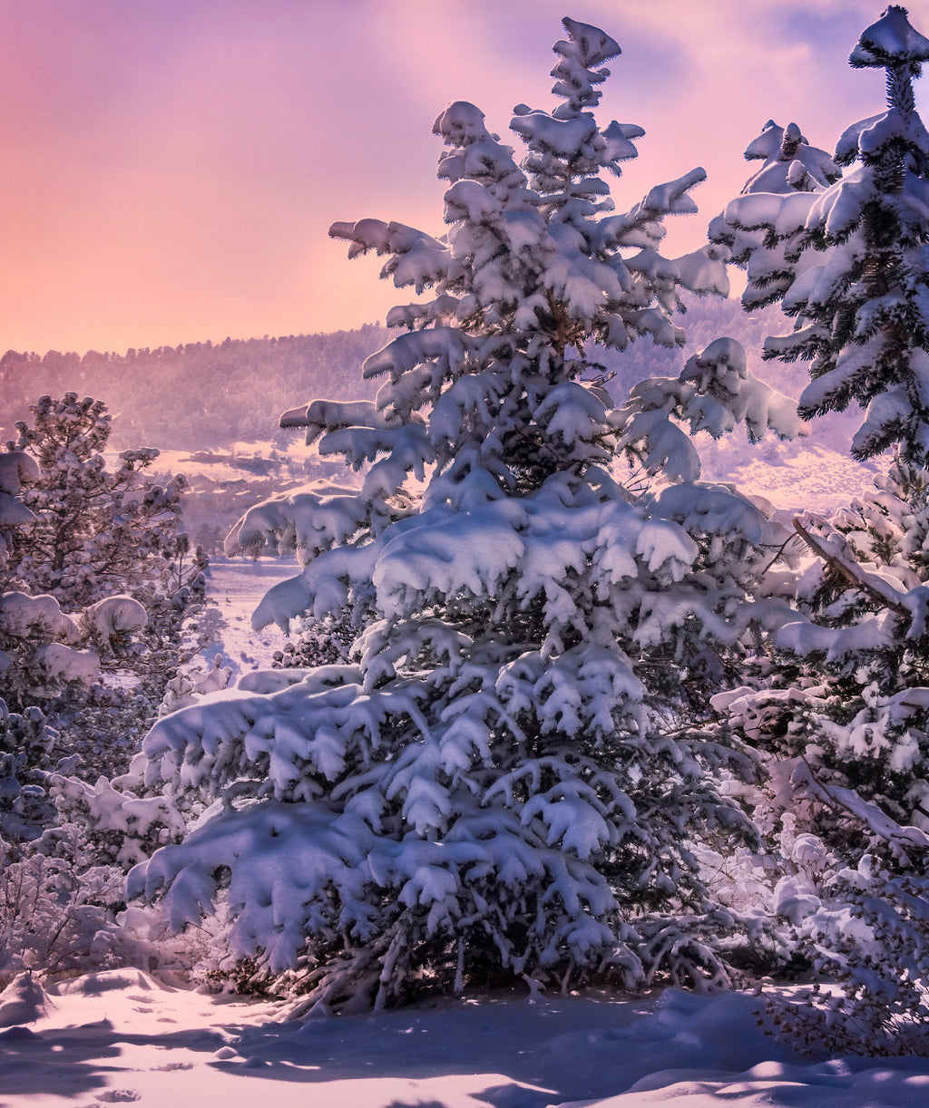 Colorado Blue Spruce growing in a landscape in winter, tall pyramidal growing evergreen with short blue green colored needles and covered in snow