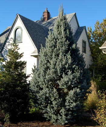 Columnar Blue Spruce planted in a landscape, upright growing evergreen covered in short blue-green colored needles