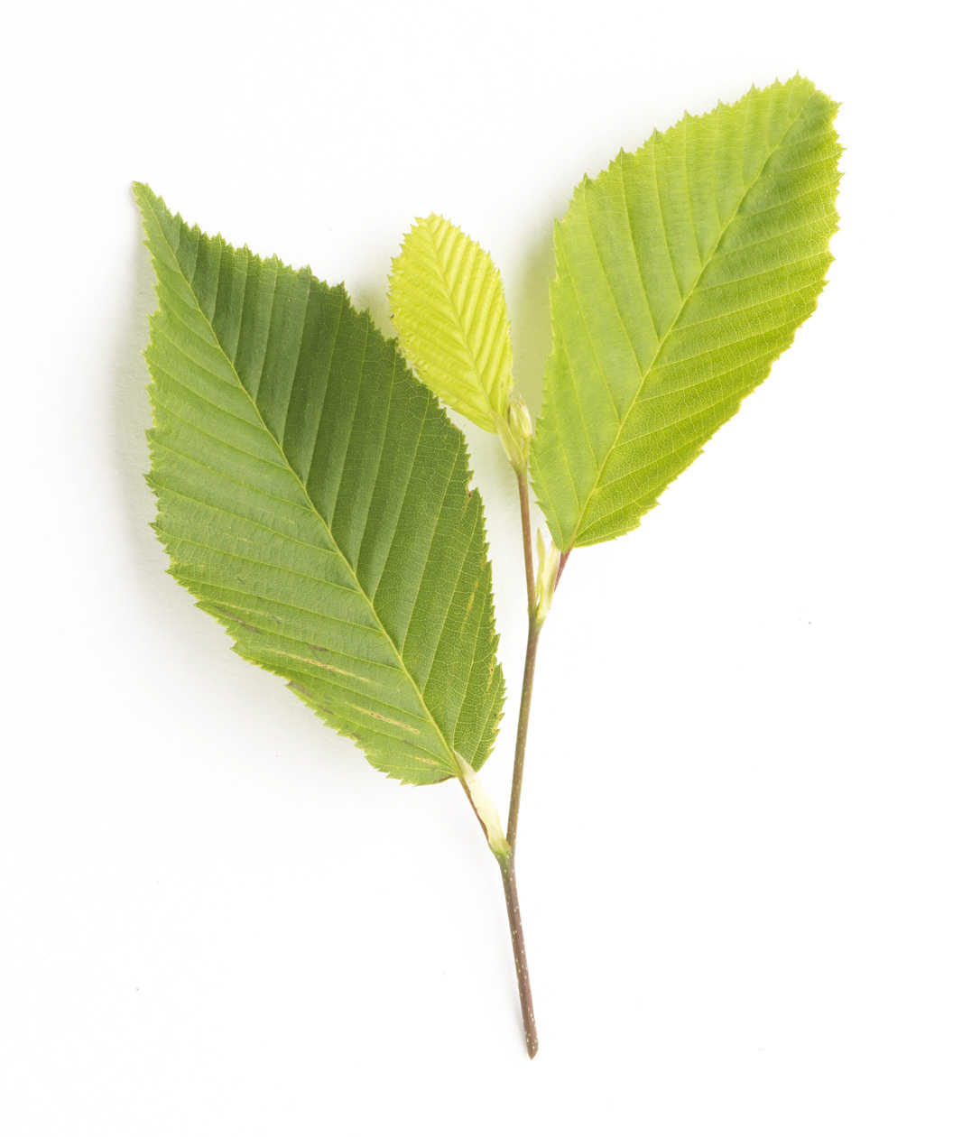 A closeup of the oval-shaped, green leaves of the Columnar European Hornbeam on a white background