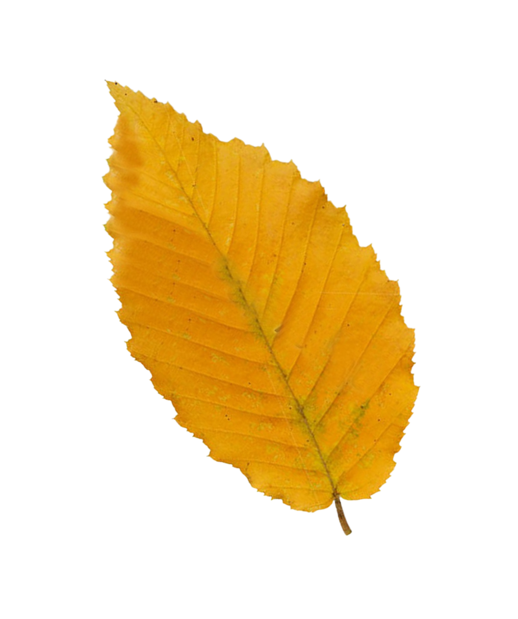 A closeup of the oval-shaped, golden yellow leaf of the Columnar European Hornbeam on a white background